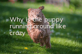 Why is the puppy running around like crazy?