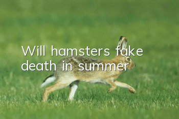 Will hamsters fake death in summer?