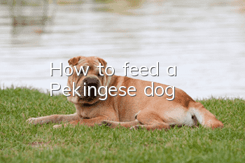 How to feed a Pekingese dog