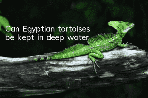Can Egyptian tortoises be kept in deep water?