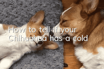How to tell if your Chihuahua has a cold