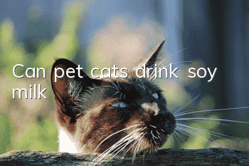 Can pet cats drink soy milk?