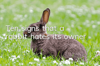 Ten signs that a rabbit hates its owner