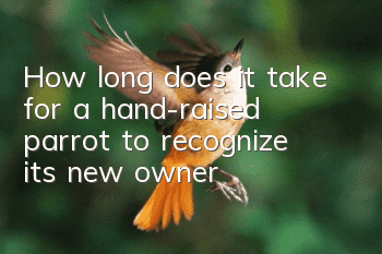 How long does it take for a hand-raised parrot to recognize its new owner?