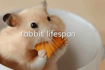 rabbit lifespan