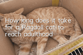 How long does it take for a Ragdoll cat to reach adulthood?