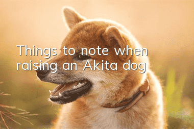 Things to note when raising an Akita dog