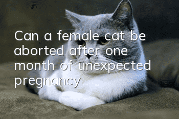 Can a female cat be aborted after one month of unexpected pregnancy?