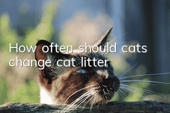 How often should cats change cat litter?