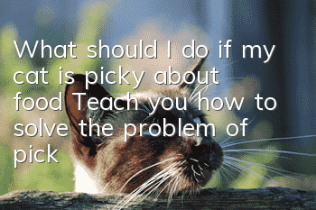 What should I do if my cat is picky about food? Teach you how to solve the problem of picky food in cats
