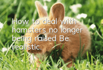 How to deal with hamsters no longer being raised? Be realistic.