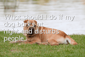 What should I do if my dog barks at night and disturbs people?
