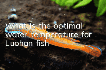 What is the optimal water temperature for Luohan fish?