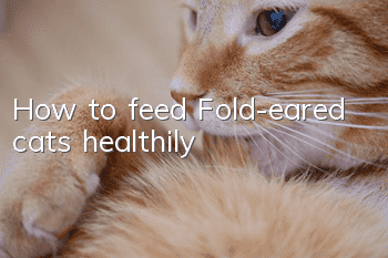 How to feed Fold-eared cats healthily