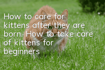 How to care for kittens after they are born. How to take care of kittens for beginners