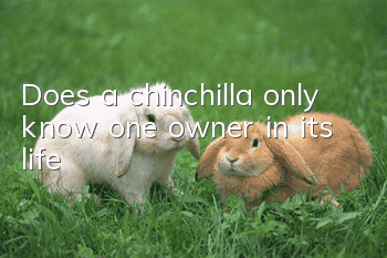 Does a chinchilla only know one owner in its life?