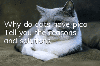 Why do cats have pica? Tell you the reasons and solutions