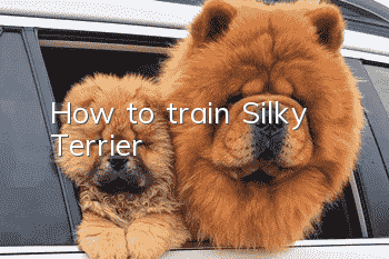 How to train Silky Terrier