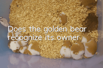 Does the golden bear recognize its owner?