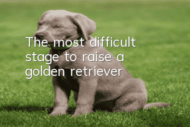 The most difficult stage to raise a golden retriever