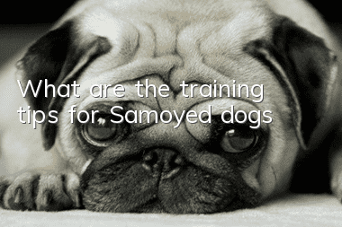 What are the training tips for Samoyed dogs?