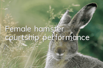 Female hamster courtship performance