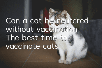 Can a cat be neutered without vaccination? The best time to vaccinate cats
