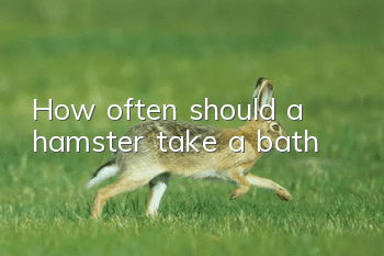 How often should a hamster take a bath?