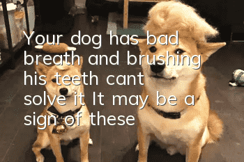 Your dog has bad breath and brushing his teeth can’t solve it? It may be a sign of these diseases