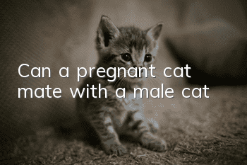 Can a pregnant cat mate with a male cat?