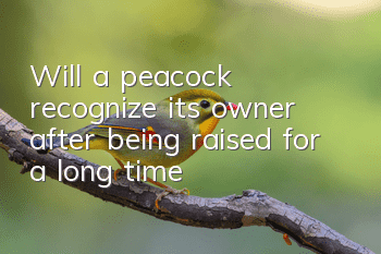 Will a peacock recognize its owner after being raised for a long time?