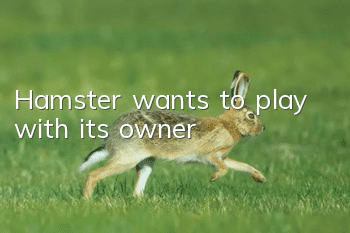 Hamster wants to play with its owner