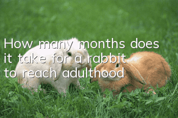 How many months does it take for a rabbit to reach adulthood?