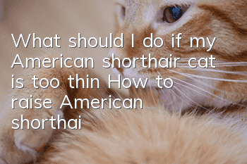 What should I do if my American shorthair cat is too thin? (How to raise American shorthair cats?)