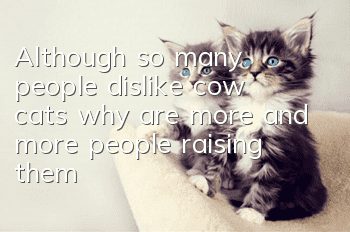 Although so many people dislike cow cats, why are more and more people raising them?