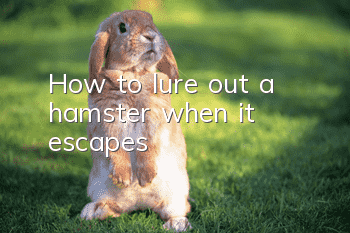 How to lure out a hamster when it escapes?