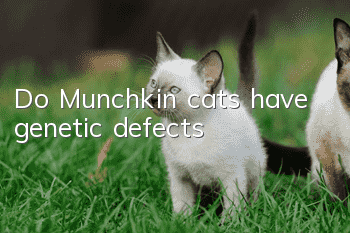 Do Munchkin cats have genetic defects?