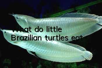 What do little Brazilian turtles eat?