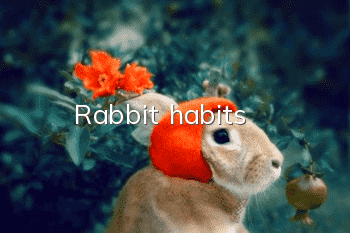 Rabbit habits