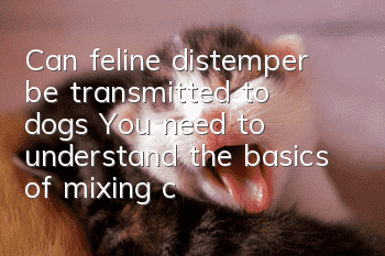 Can feline distemper be transmitted to dogs? You need to understand the basics of mixing cats and dogs!