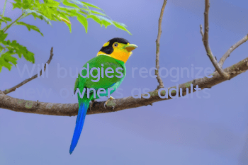 Will budgies recognize new owners as adults?