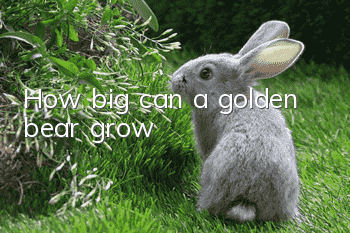 How big can a golden bear grow?