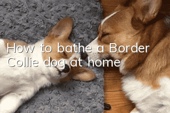 How to bathe a Border Collie dog at home