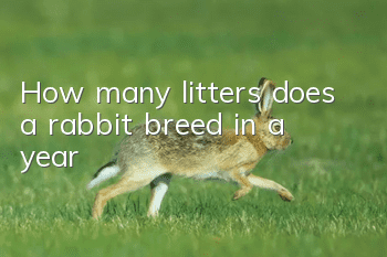 How many litters does a rabbit breed in a year?