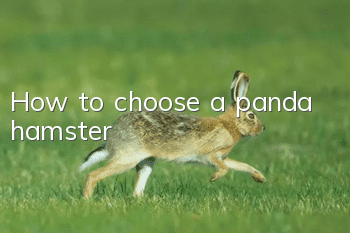How to choose a panda hamster