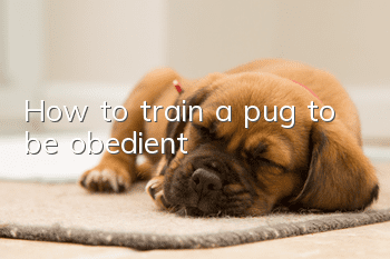 How to train a pug to be obedient