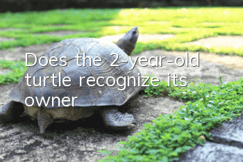 Does the 2-year-old turtle recognize its owner?