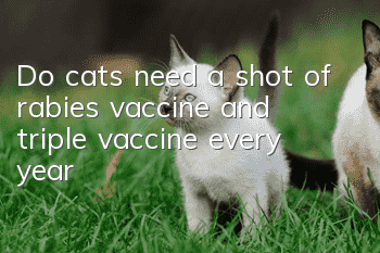 Do cats need a shot of rabies vaccine and triple vaccine every year?