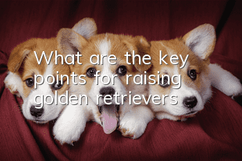 What are the key points for raising golden retrievers?