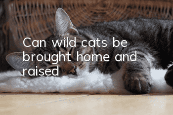 Can wild cats be brought home and raised?
